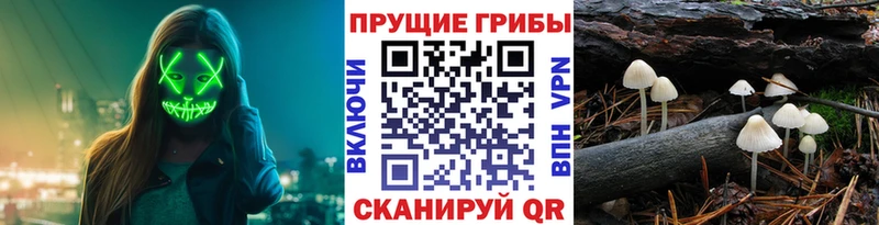 Галлюциногенные грибы Psilocybine cubensis Новомичуринск